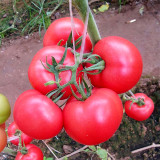 Pink Perfection: 5 Bags (200 Seeds / Bag) 'Fluffy Pink 802' Tomatoes - Your Garden's Pride
