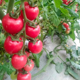 Blossom Cascade: 5 Bags (100 Seeds / Bag) of 'Waterfall' Tomato Seeds for Strong Yields