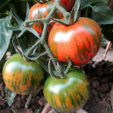 Irresistible Colors: 5 Bags (200 Seeds / Bag) of Red Zebra Tomatoes