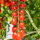 Jam Selection: 5 Bags (200 Seeds / Bag) of Top-Performing Salad Tomatoes