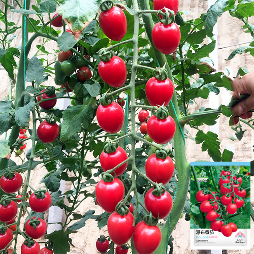 Blossom Cascade: 5 Bags (100 Seeds / Bag) of 'Waterfall' Tomato Seeds for Strong Yields