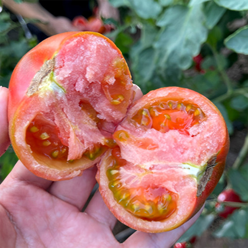 Homegrown Delight: 5 Bags (100 Seeds / Bag) of 'Strawberry Fruit' Tomatoes - Perfectly Balanced Flavor