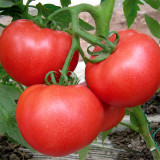 Endless Growth Delight: 5 Bags (200 Seeds / Bag) of Premium 'China Veggies No.4' Tomatoes