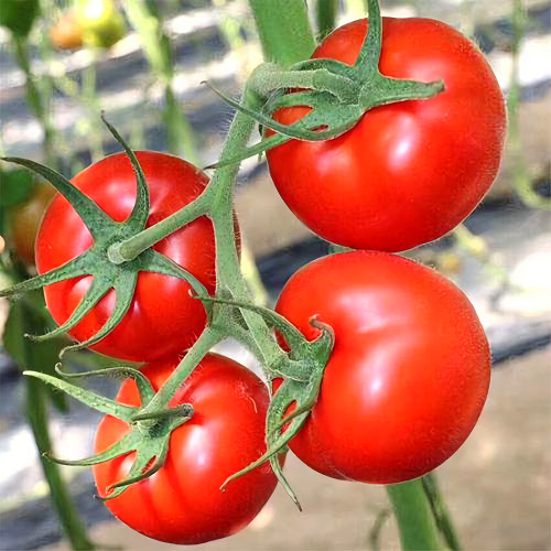 Endless Growth Delight: 5 Bags (200 Seeds / Bag) of Premium 'China Veggies No.4' Tomatoes