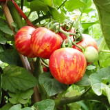 Irresistible Colors: 5 Bags (200 Seeds / Bag) of Red Zebra Tomatoes
