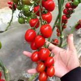 Easy-to-Grow Elegance: 5 Bags (200 Seeds / Bag) of 'Red Saint' Cherry Tomatoes