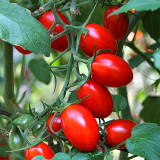 Easy-to-Grow Elegance: 5 Bags (200 Seeds / Bag) of 'Red Saint' Cherry Tomatoes