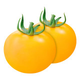 A Rare Gem: 5 Bags (200 Seeds / Bag) of 'Imperial Concubine' Yellow Tomatoes