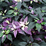 Purple Fireburst: 100 Ornamental Pepper Seeds for Planting