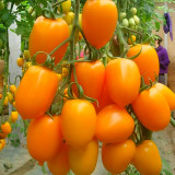 Compact Brilliance: 5 Bags (200 Seeds / Bag) of 'Yellow Saint' Cherry Tomatoes