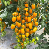 Compact Brilliance: 5 Bags (200 Seeds / Bag) of 'Yellow Saint' Cherry Tomatoes