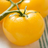 A Rare Gem: 5 Bags (200 Seeds / Bag) of 'Imperial Concubine' Yellow Tomatoes