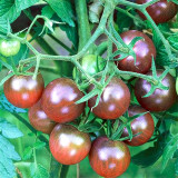 Garden Jewels: 5 Bags (100 Seeds / Bag) of 'Purple Pearl' Cherry Tomatoes