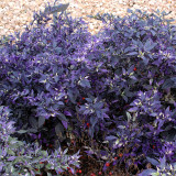 Purple Fireburst: 100 Ornamental Pepper Seeds for Planting