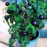 Unique Black Gem: 5 Bags (100 Seeds / Bag) of Dwarf Bonsai Black Pearl Tomatoes