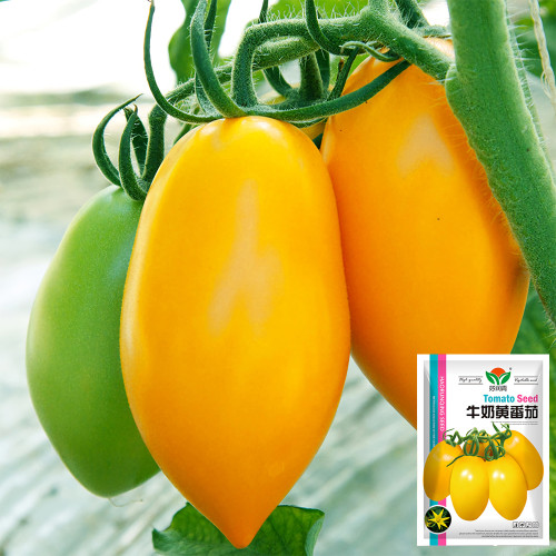 Creamy Elegance: 5 Bags (200 Seeds/Bag) of 'Radiant Gold' Yellow Tomatoes
