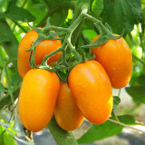 Creamy Elegance: 5 Bags (200 Seeds/Bag) of 'Radiant Gold' Yellow Tomatoes