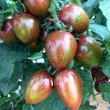 Garden Marvel: 5 Bags (100 Seeds / Bag) of 'Strawberry' Tomatoes