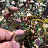 Elevate Your Garden with Rare and Exotic Rhodomyrtus Tomentosa Seeds