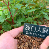 Organically Grown Reynoutria Multiflora Seeds for Herbal Remedies