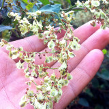 Organically Grown Reynoutria Multiflora Seeds for Herbal Remedies