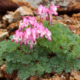 Dicentra peregrina Seeds - Lovely Pink Bleeding Heart-shaped Blooms