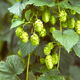 Brewmaster's Dream: 10 Seeds of the Cascading Hops Vine