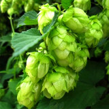 Brewmaster's Dream: 10 Seeds of the Cascading Hops Vine