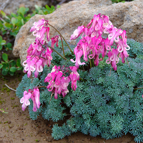 Dicentra peregrina Seeds - Lovely Pink Bleeding Heart-shaped Blooms