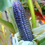 Garden Adventure Awaits: Baby Blue Jade Corn - 4 Non-GMO Seeds