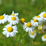 Resilient Chamomile Seeds - Thriving in Various Soil Types