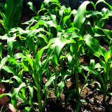 Garden Adventure Awaits: Baby Blue Jade Corn - 4 Non-GMO Seeds