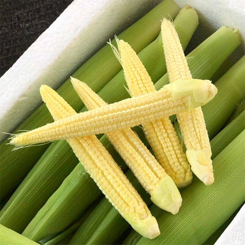 Elevate Your Crop with 50 F1 Sweet Baby Corn Seeds
