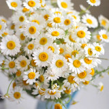 Resilient Chamomile Seeds - Thriving in Various Soil Types
