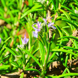 Fragrant Finesse: Blue Flowering Rosemary Seed Collection