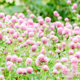 Radiant Gomphrena Globosa Varieties (Approx. 50cm) - Perfect for Home Decor