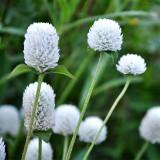 Radiant Gomphrena Globosa Varieties (Approx. 50cm) - Perfect for Home Decor