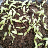 Compact Beauty: Dwarf Gomphrena Globosa Seeds for Charming 25cm Plants