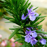 Fragrant Finesse: Blue Flowering Rosemary Seed Collection