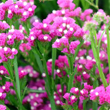 Opt for Elegance: Limonium Sinuatum Seeds with Blue Heart, Purple, Yellow, White Options