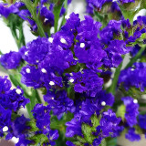 Opt for Elegance: Limonium Sinuatum Seeds with Blue Heart, Purple, Yellow, White Options