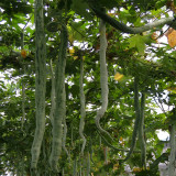 Snake Gourd (Trichosanthes cucumerina) Seeds