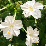 Four O'clock Flower (Mirabilis jalapa) Seeds