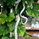 Snake Gourd (Trichosanthes cucumerina) Seeds