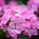 Geranium Seeds - Landscaper Pink F1