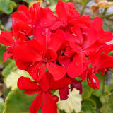 Red Geranium Seeds - Landscaper Red  F1