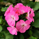 Geranium Seeds - Landscaper Pink F1