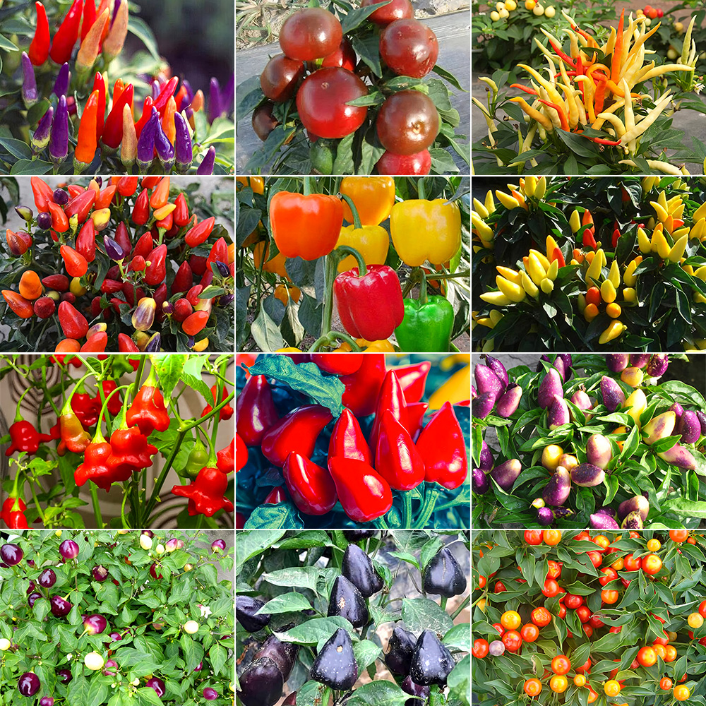 OrnamentalChiliPepperSeedsinAssortedColors