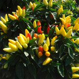 Ornamental Chili Pepper Seeds in Assorted Colors