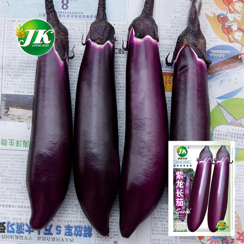 Spring-Summer Eggplant Seeds: Thick-Fleshed, Purple-Red Variety